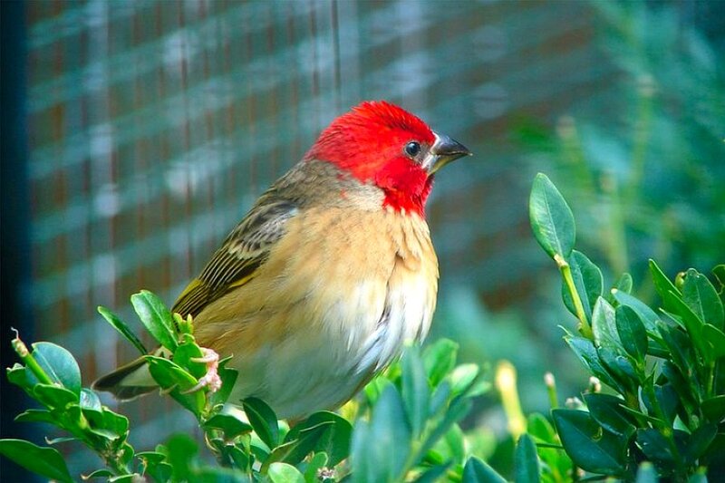 Red-headed Bird on Branch — Red