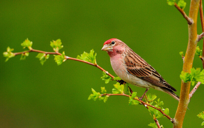 Red-headed Bird on Branch