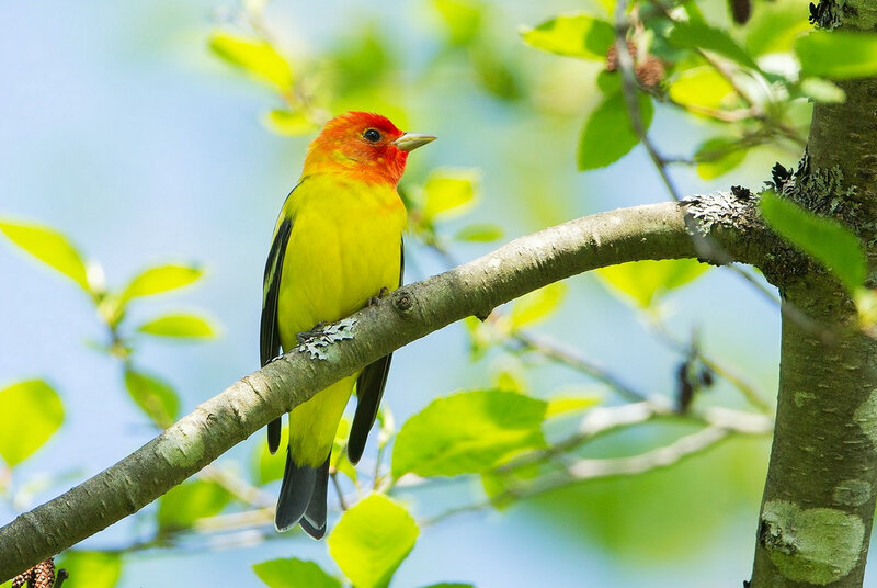 Red-headed Bird on Branch — Yellow