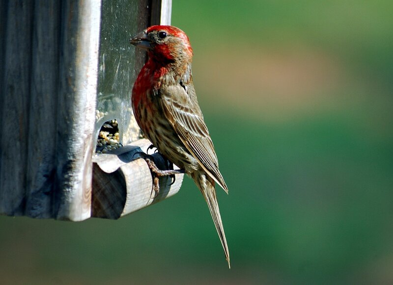 Red-headed Bird on Feeder