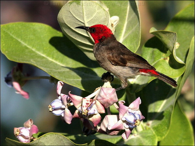 Red-headed Bird on Flowers