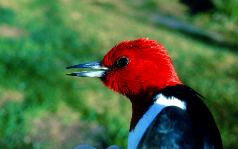 Red-headed Bird
