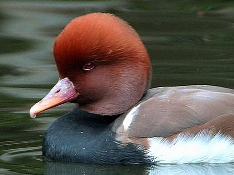 Red-headed Duck — Brown