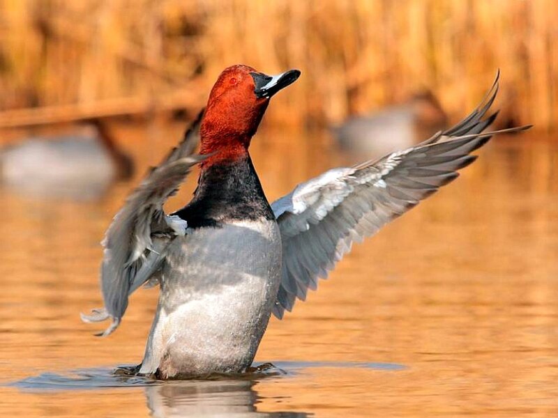 Red-headed Duck Spreading Wings