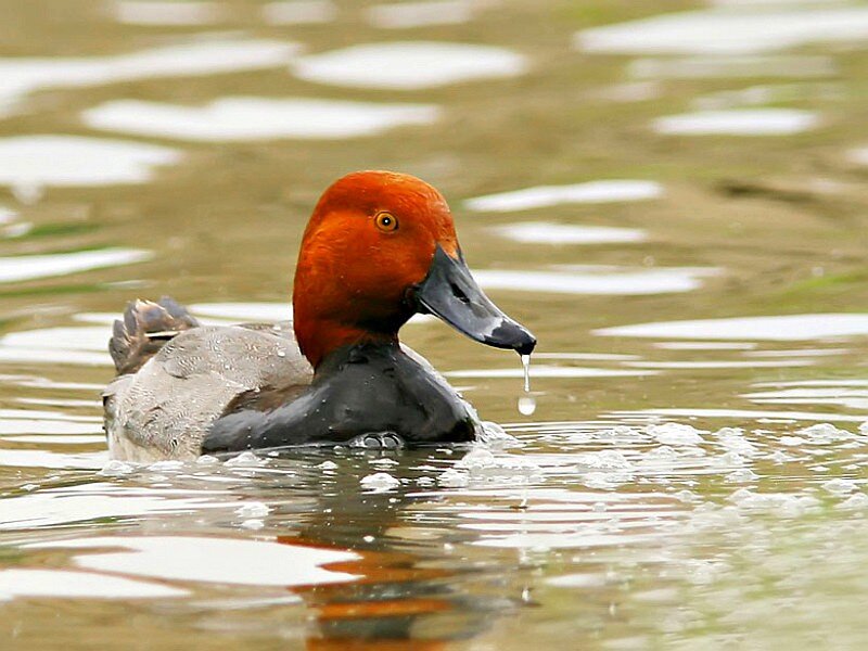 Red-headed Duck