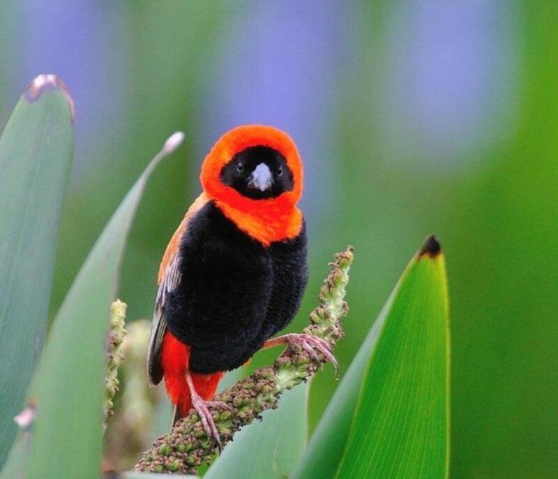Red-headed Finch — Black