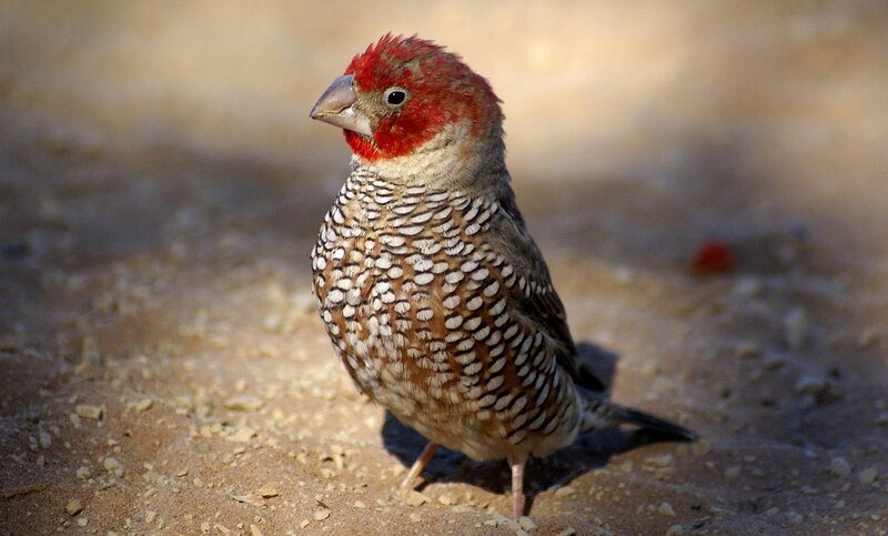 Red-headed Finch — Brown