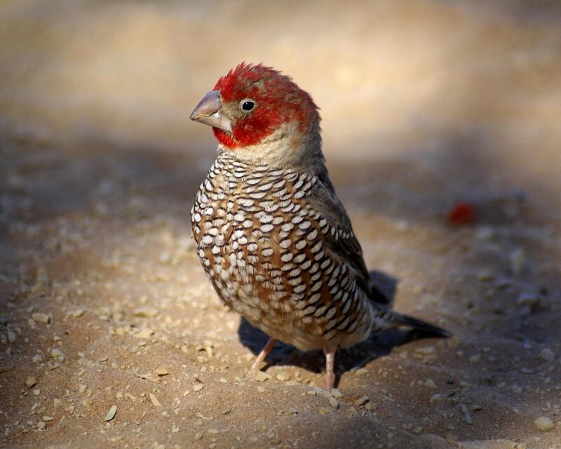 Red-headed finch on sandy ground
