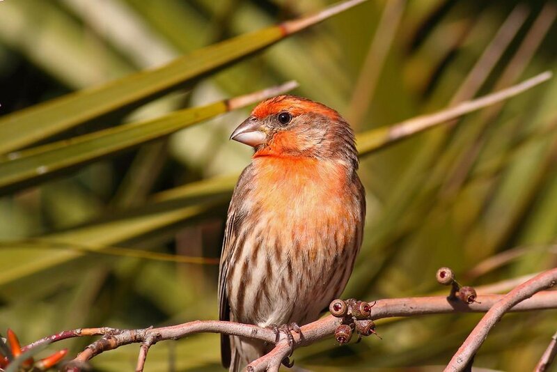 Red-headed Finch