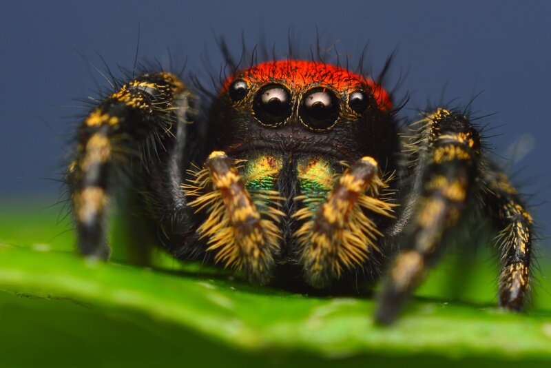 Red-headed Jumping Spider