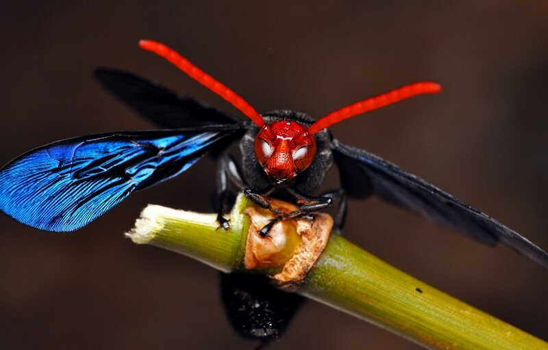 red-headed wasp on a stem