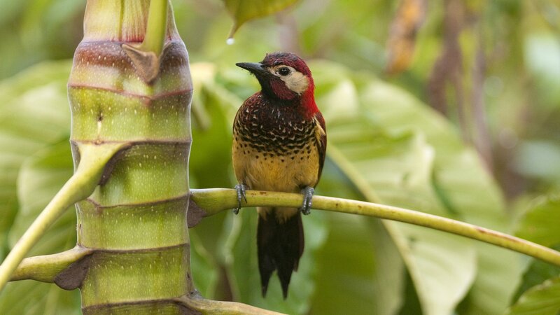 Red-headed Woodpecker — Green