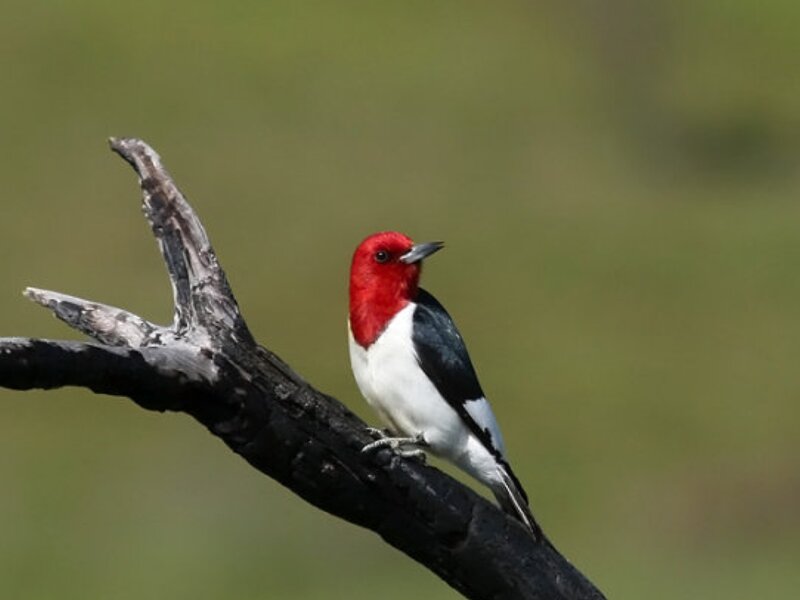 Red-headed Woodpecker — Red, Calm, Photograph