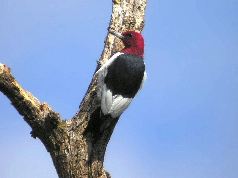 Red-headed Woodpecker — Red, Calm