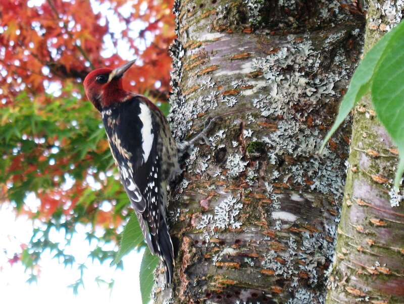 Red-headed Woodpecker — Red, Natural