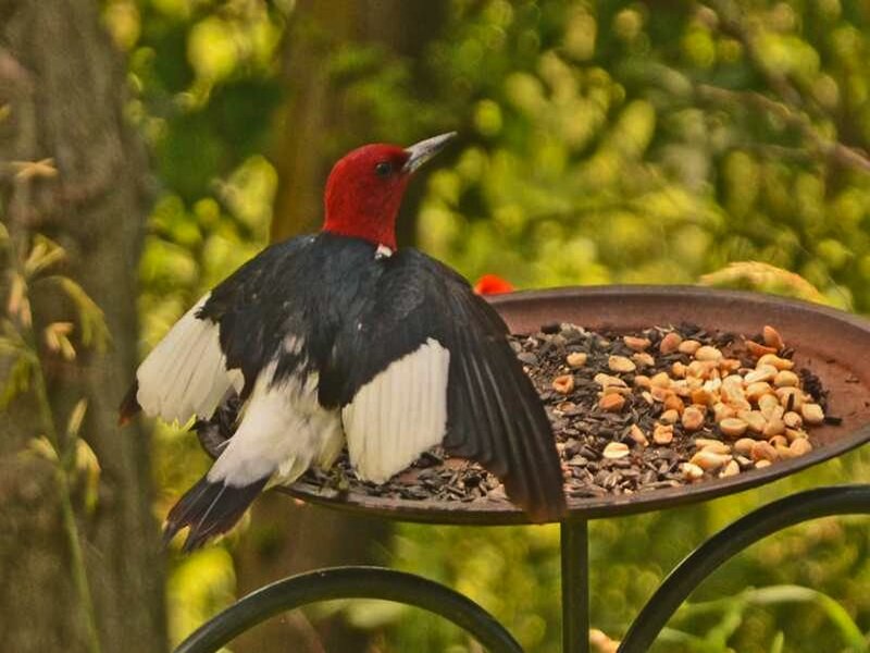 Red-headed Woodpecker — Red