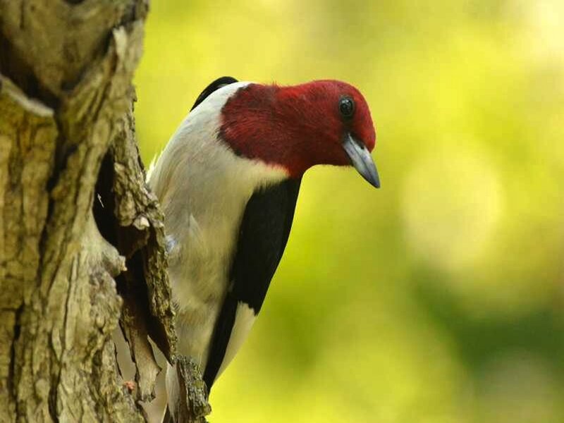Red-headed Woodpecker