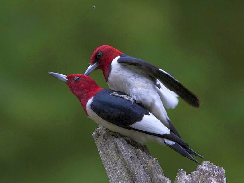 Red-headed woodpeckers mating