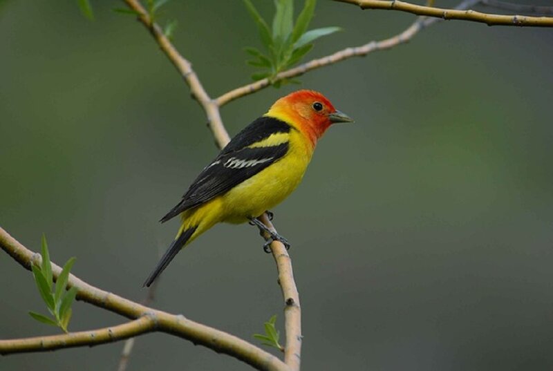 Red-headed Yellow Bird — Calm