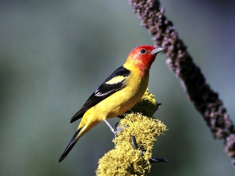 Red-headed Yellow Bird