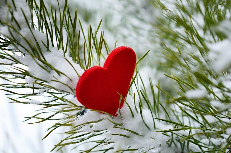 Red Heart on Pine Branch