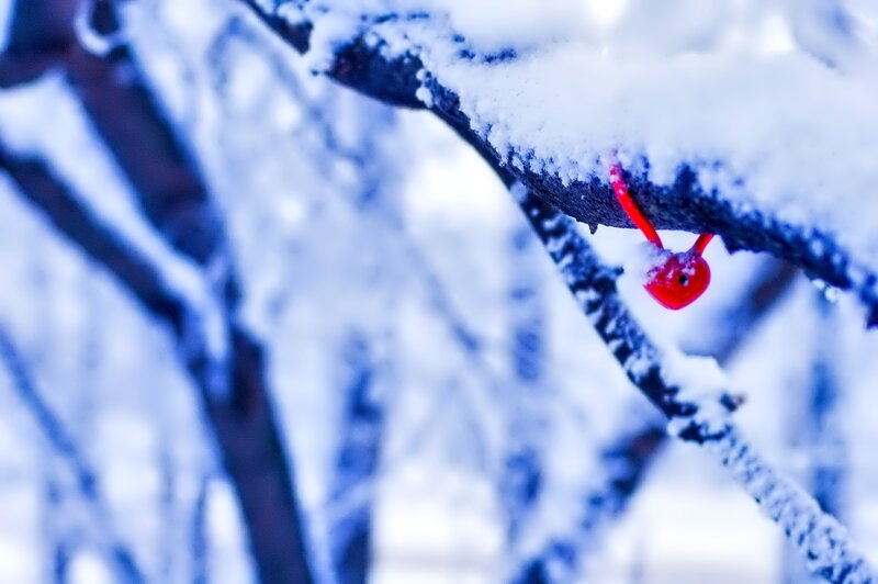 Red Heart on Snowy Branch