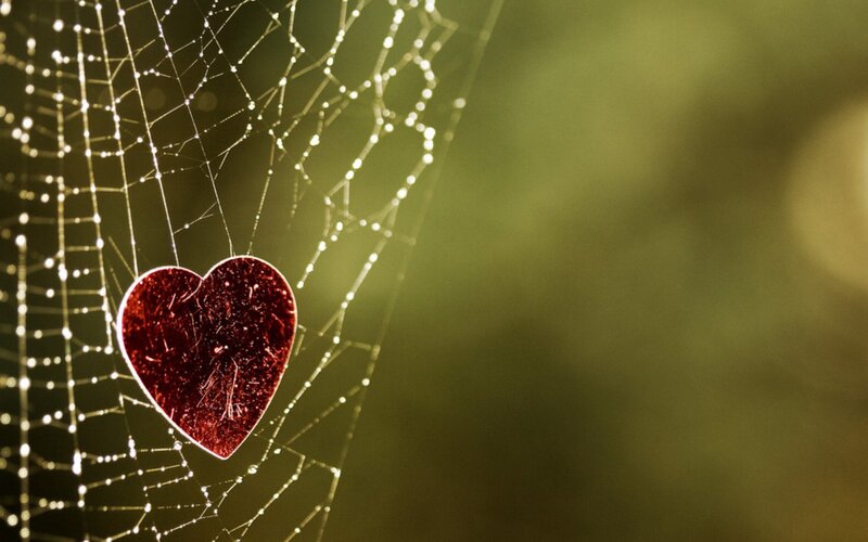 Red Heart on Spiderweb — Serene, Morning, Photograph