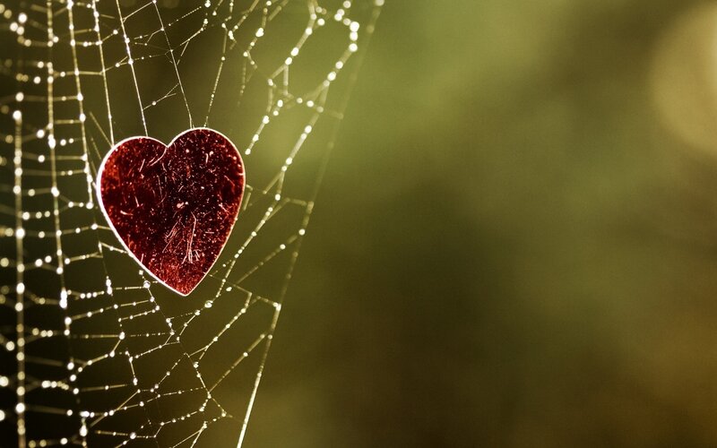 Red Heart on Spiderweb — Serene