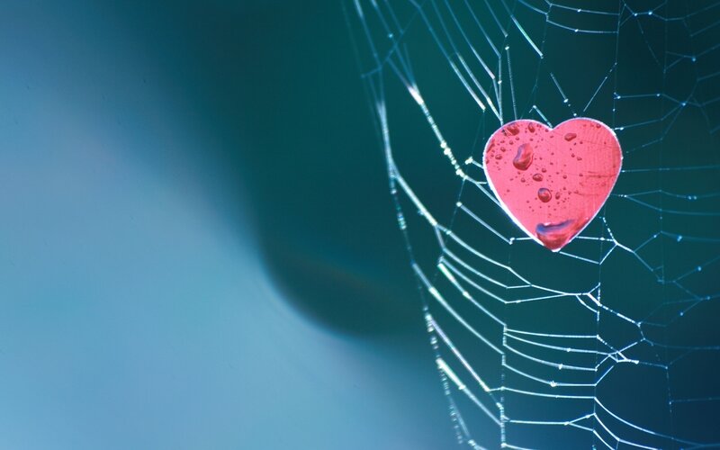 Red Heart on Spiderweb