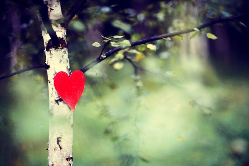 Red Heart on Tree