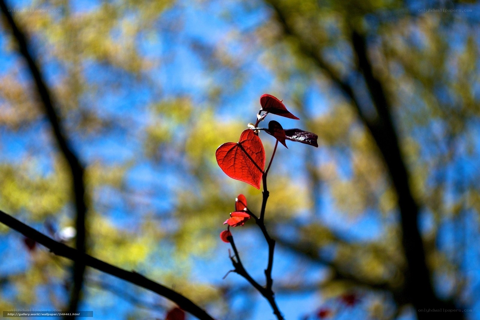 Red heart-shaped leaf in sunlight