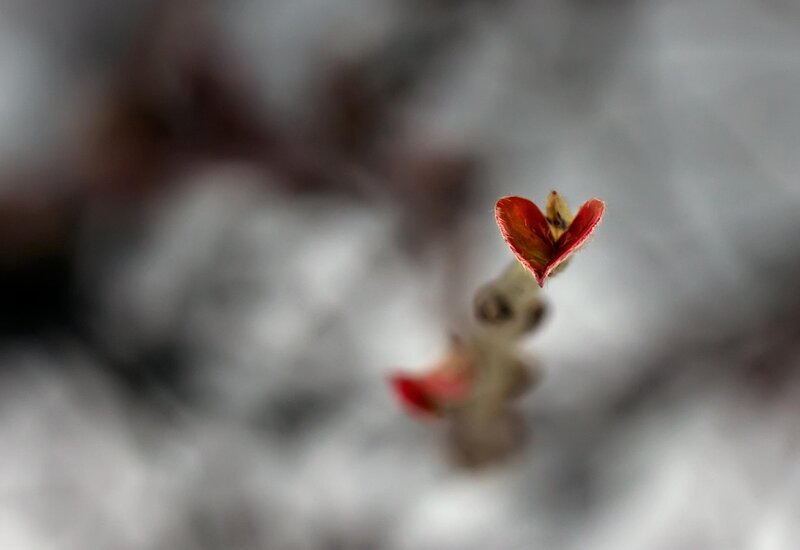 Red Heart-shaped Leaf