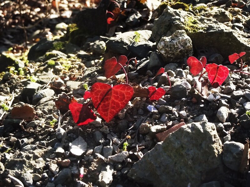 Red heart-shaped leaves on rocks