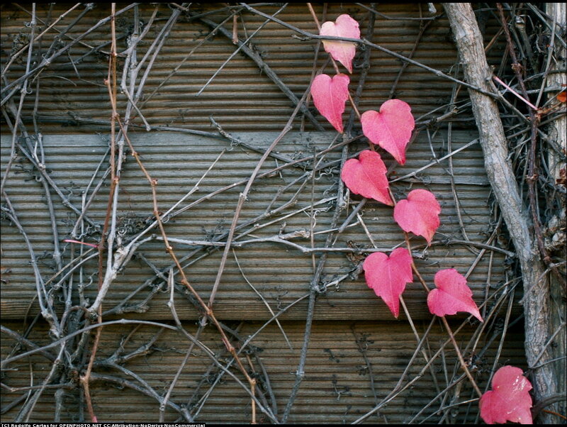 Red Heart-shaped Leaves