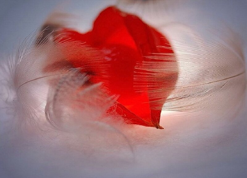 Red Heart with Feathers — Soft