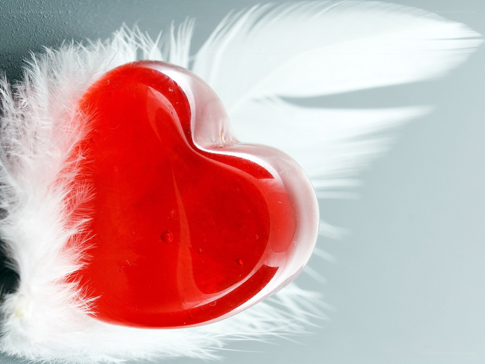 red heart with white feathers