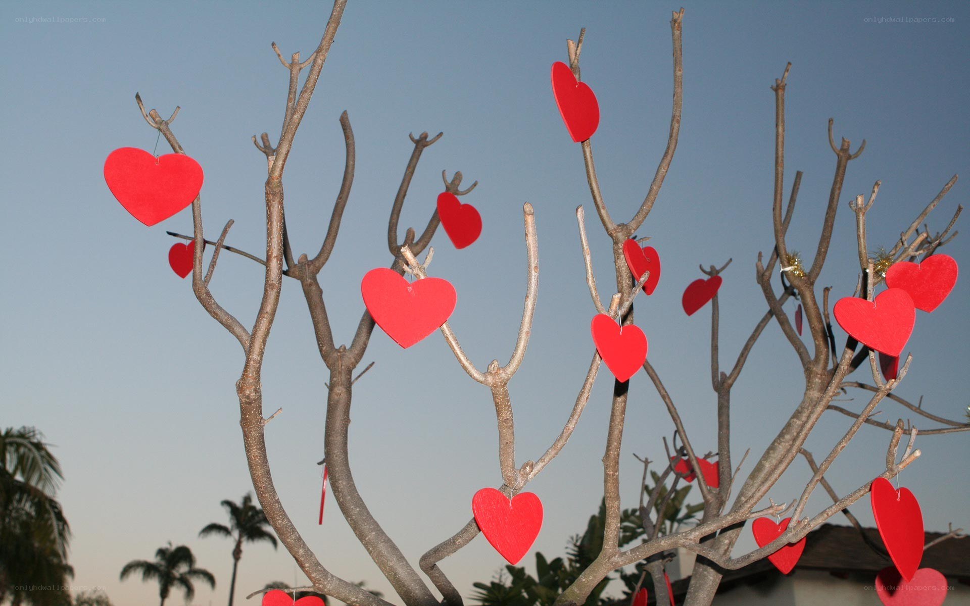 Red hearts on a bare tree