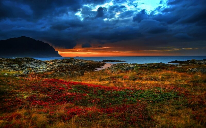 Red Heather Field