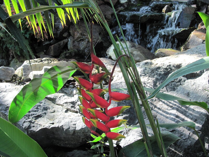 Red Heliconia Flower
