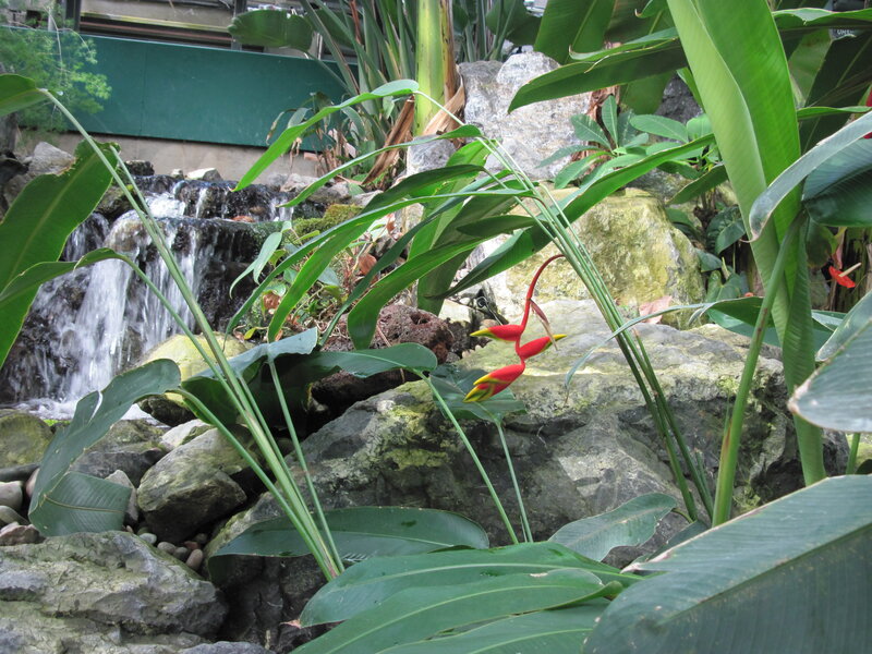 Red Heliconia Flowers — Green