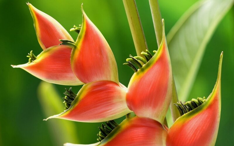 Red Heliconia Flowers — Natural