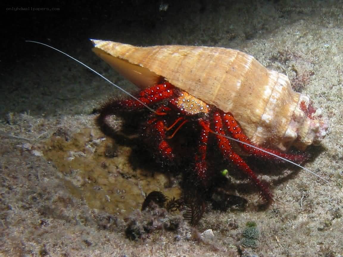 Red hermit crab on seafloor