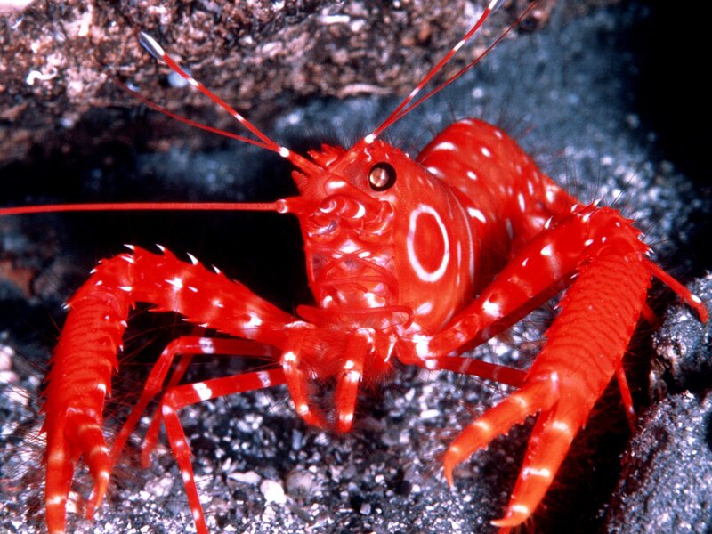 Red Hermit Crab