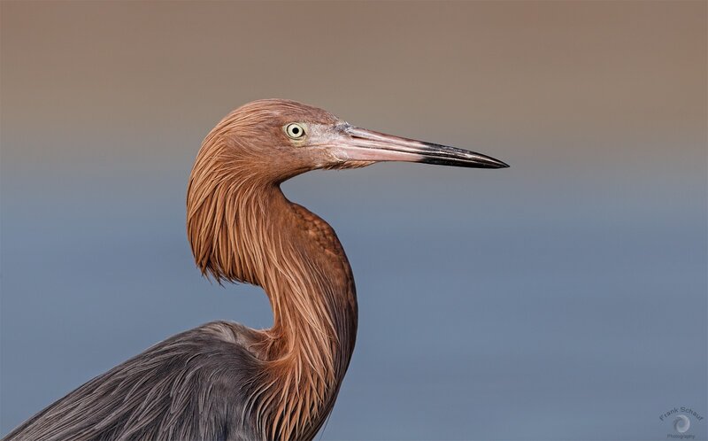 Red Heron Bird