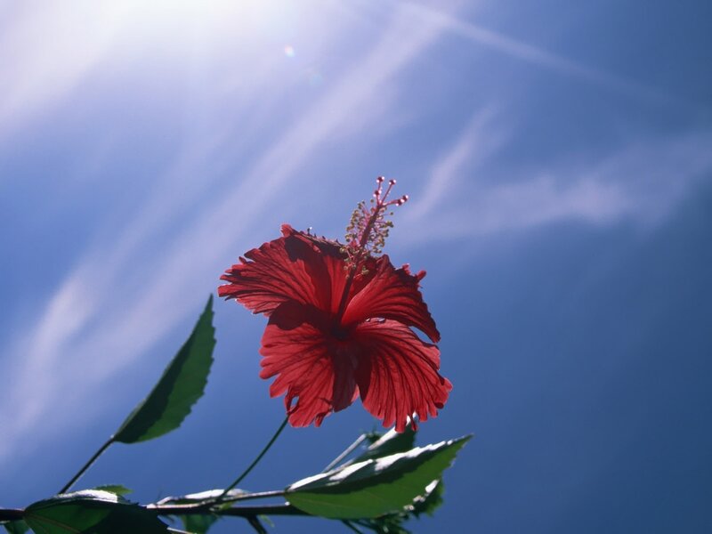 Red hibiscus against blue sky