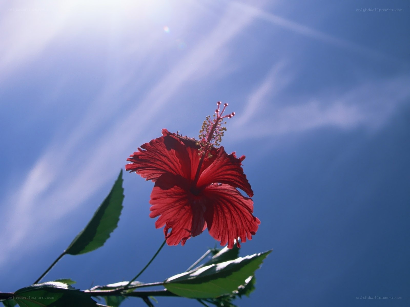 Red hibiscus against blue sky