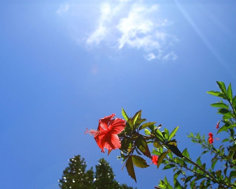 Red hibiscus against blue sky