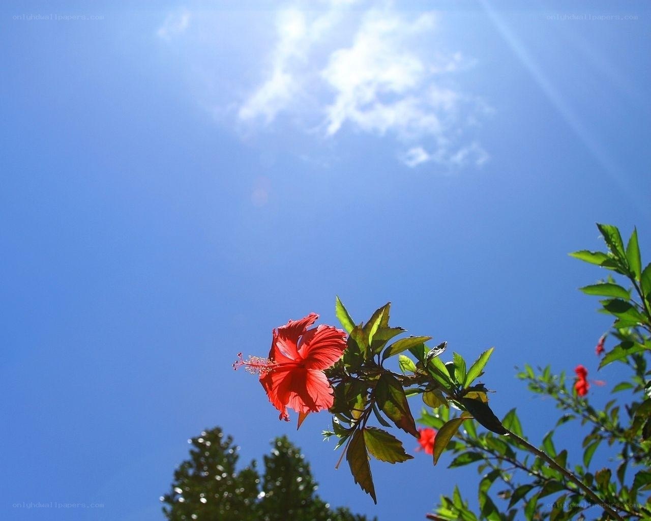 Red hibiscus against blue sky