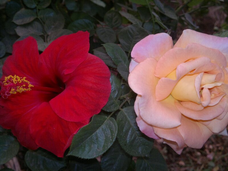 Red Hibiscus and Rose