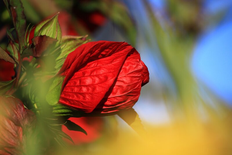 Red Hibiscus Bud